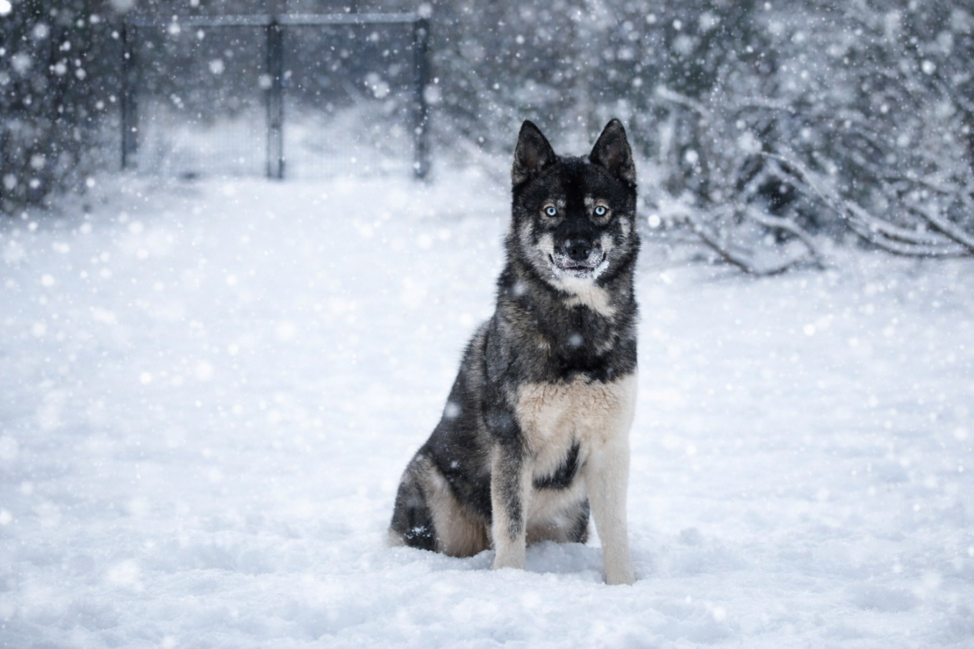 Xtreme love to the moon and back Of The Nordic Empire