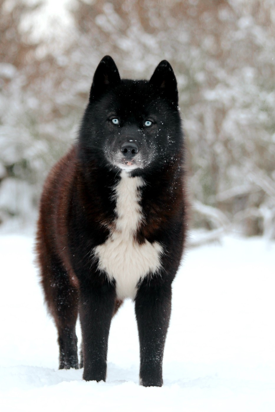 Xceptional black wolf Of The Nordic Empire