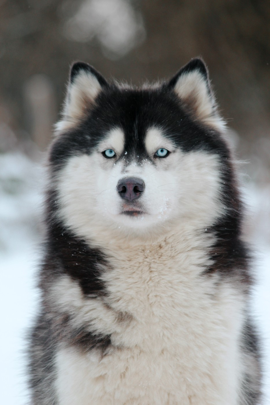 severnaya luna Jane