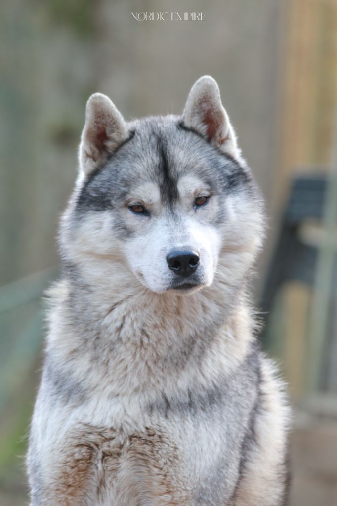 CH. Shaïko the dream of wolves