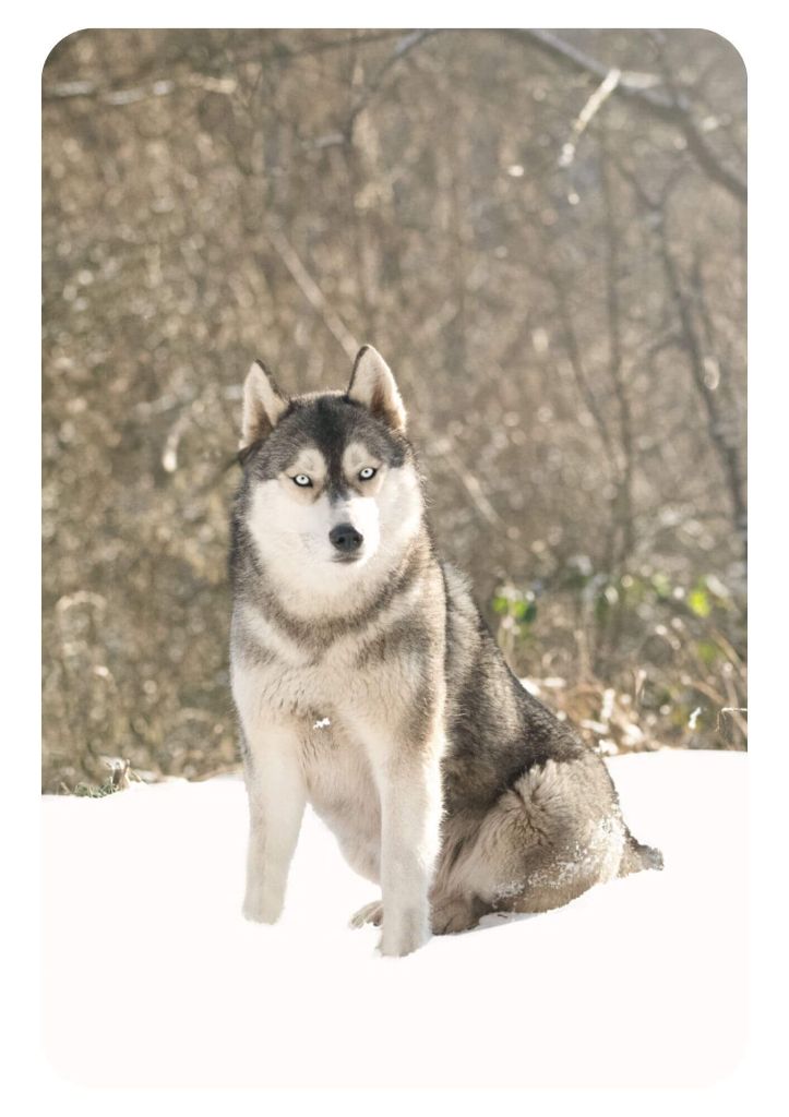 Tiya du Domaine D'Eily