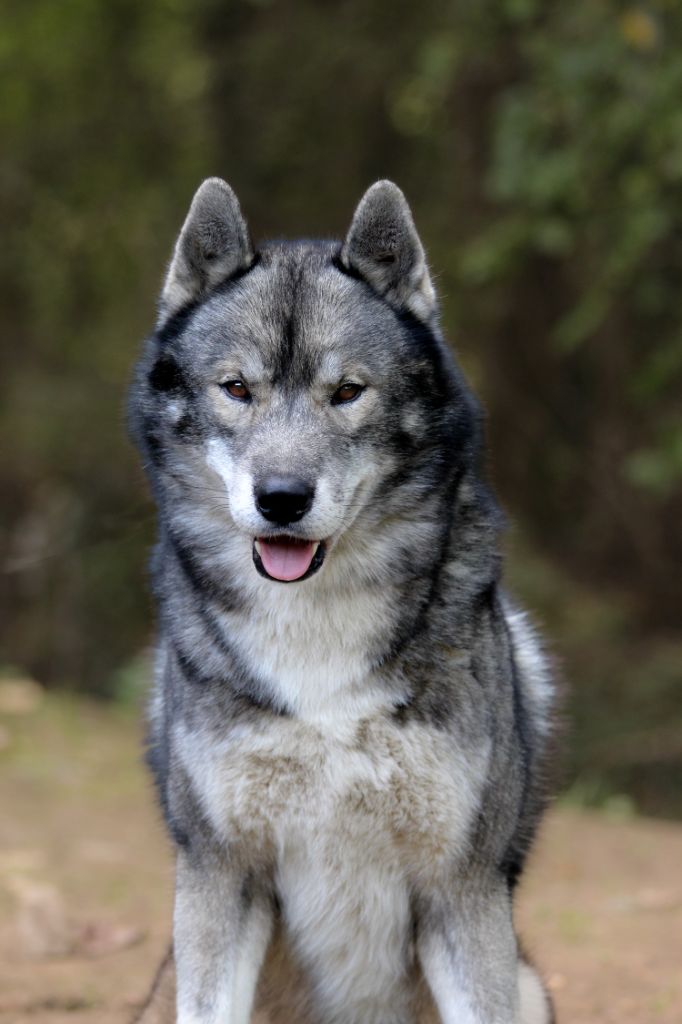 Togo Of The Nordic Empire