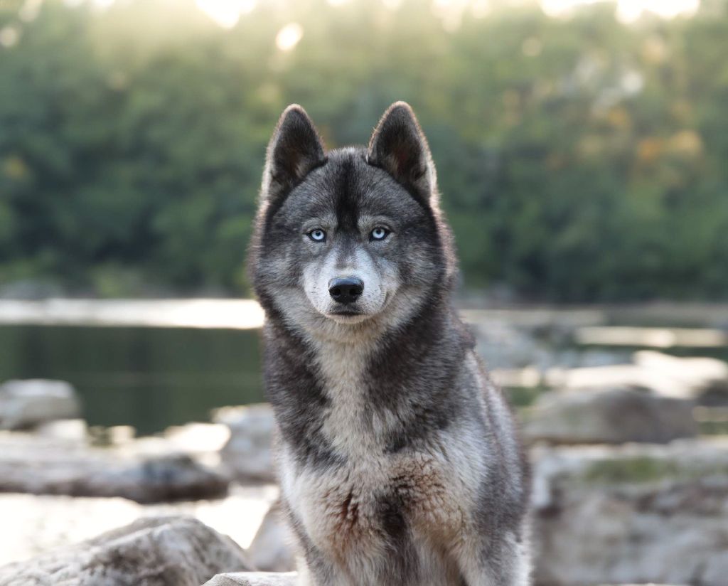 Cherry on the pie togo's life