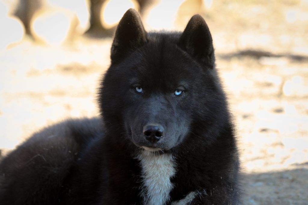 Xceptional black wolf Of The Nordic Empire