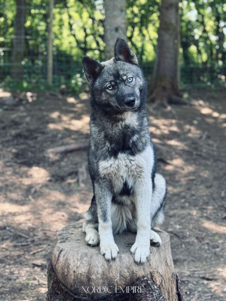 Xtreme love to the moon and back Of The Nordic Empire