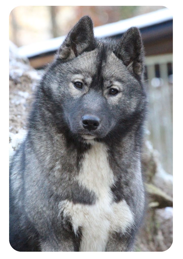 Xclusive endless love Of The Nordic Empire