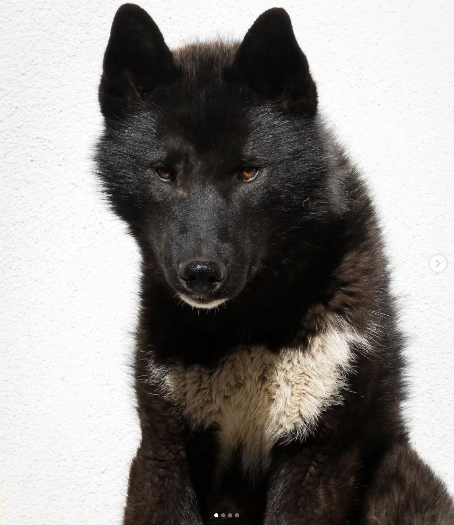 Velour d'amour de la valse enneigée