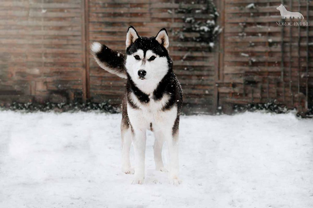 Black pearl intelligent lady (Sans Affixe)