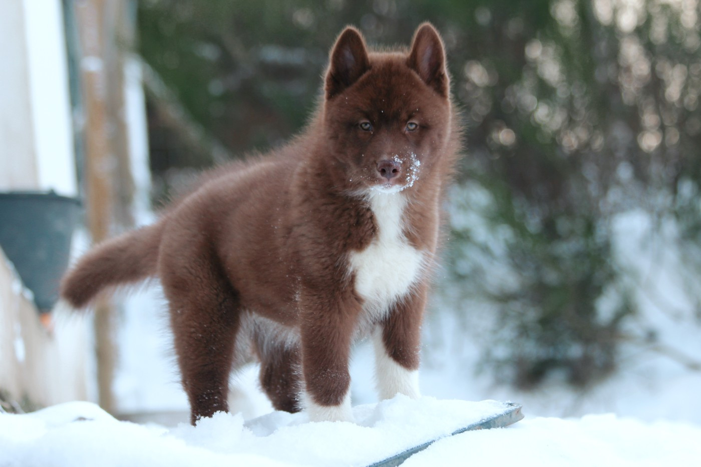 Your are the whisper of love Of The Nordic Empire